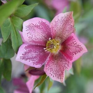Helleborus × hybridus Harvington pink speckled