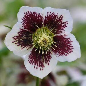 Helleborus × hybridus Harvington white speckled