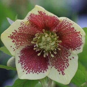 Helleborus × hybridus Harvington yellow speckled