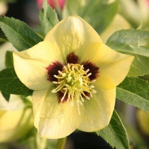 Helleborus × hybridus Harvington yellow with dark eye