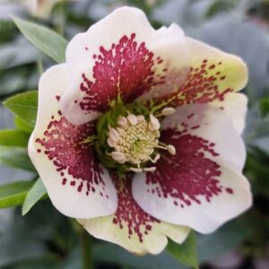 Helleborus × hybridus Pretty Ellen White Spotted