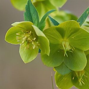 Helleborus × hybridus Single Green