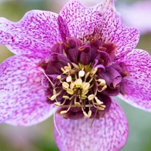 Helleborus × hybridus Tutu (PBR)