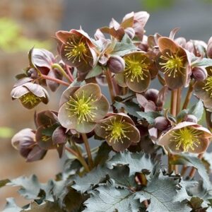 Helleborus × nigercors The Rockies Grand Teton