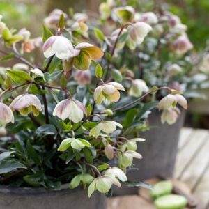 Helleborus × sahinii Winterbells (PBR)