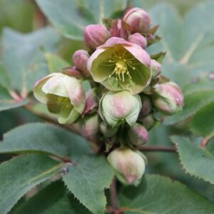 Helleborus × sternii