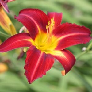 Hemerocallis Stafford