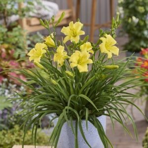 Hemerocallis Stella Citron (PBR)