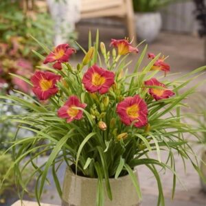 Hemerocallis Stella Rouge (PBR)