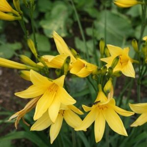 Hemerocallis lilioasphodelus