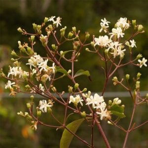 Heptacodium miconioides