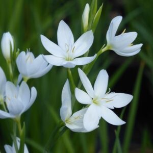 Hesperantha coccinea f. alba