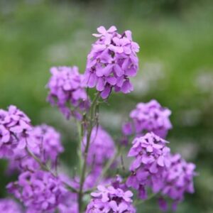 Hesperis matronalis