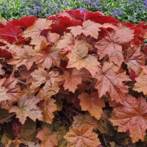 Heuchera Maple Syrup ('Ms2020') (PBR)