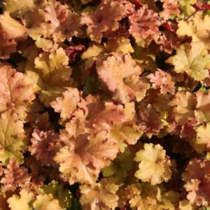 Heuchera Marmalade (PBR)