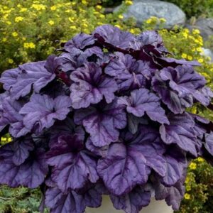 Heuchera Wildberry (Dolce Series)