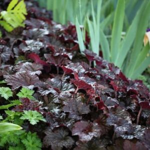 Heuchera villosa Palace Purple