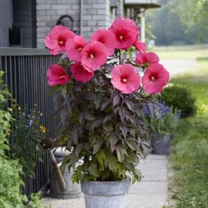 Hibiscus moscheutos Carousel Pink Passion (Tahi16') (PBR)