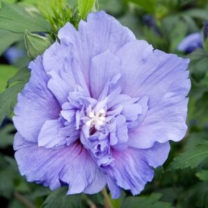 Hibiscus syriacus Blue Chiffon ('Notwood3') (PBR) (Chiffon Series)