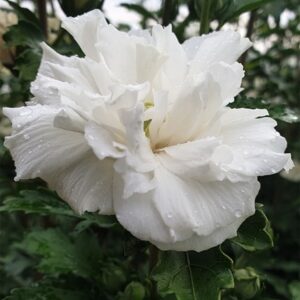 Hibiscus syriacus French Cabaret® White ('Mindoub1') (PBR)