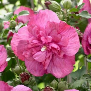 Hibiscus syriacus Magenta Chiffon ('Rwoods5') (PBR) (Chiffon Series)