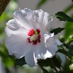 Hibiscus syriacus Red Heart