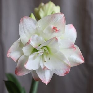Hippeastrum Amadeus Candy (PBR)