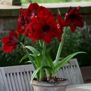Hippeastrum Black Pearl