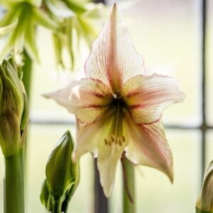 Hippeastrum (Diamond Group) Green Magic