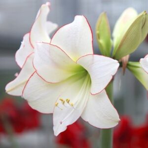 Hippeastrum (Diamond Group) Picotee