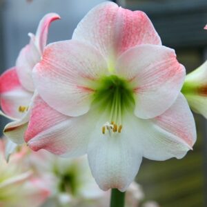 Hippeastrum (Galaxy Group) Apple Blossom