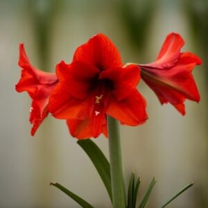 Hippeastrum (Galaxy Group) Ferrari