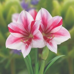 Hippeastrum (Galaxy Group) Gervase