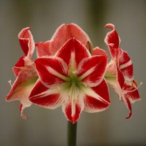 Hippeastrum (Galaxy Group) Spartacus (PBR)