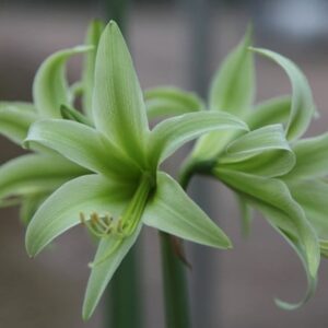 Hippeastrum (Spider Group) Evergreen