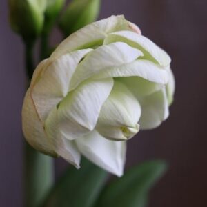 Hippeastrum White Amadeus (PBR)