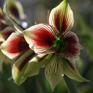 Hippeastrum papilio