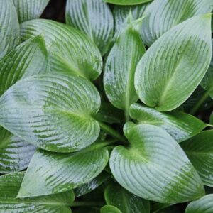 Hosta Devon Green