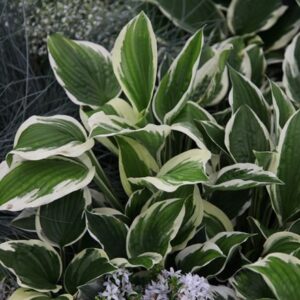 Hosta Patriot