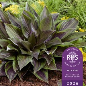 Hosta Red Ninja (PBR)