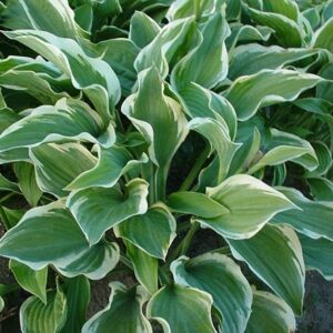Hosta Regal Splendor