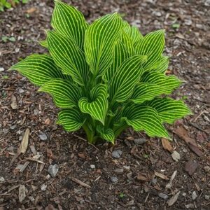 Hosta Siberian Tiger ('Amime Tachi')