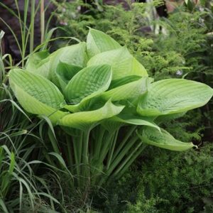 Hosta Sum and Substance
