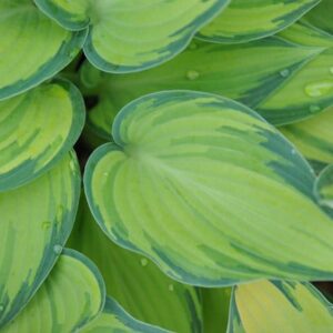 Hosta (Tardiana Group) June