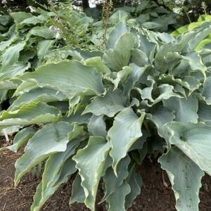 Hosta Tears in Heaven (PBR)