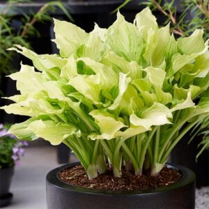Hosta White Feather Improved
