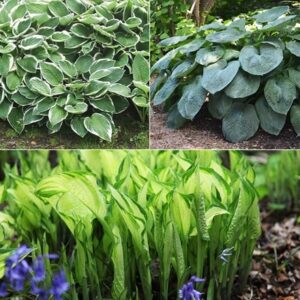 Hosta collection