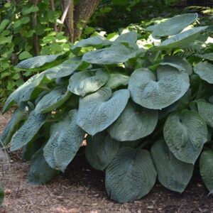 Hosta sieboldiana var. elegans