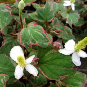 Houttuynia cordata Boo-Boo