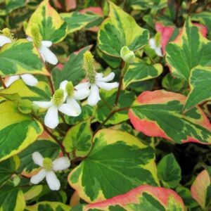 Houttuynia cordata Chameleon